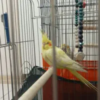 یک عدد عروس هلندی نر بالغ