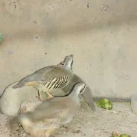 معاوضه