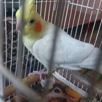 عروس هلندی ماده یک ساله فوری