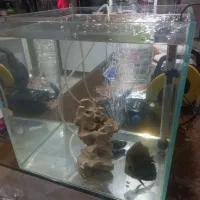 آکواریوم سوپرکلیر