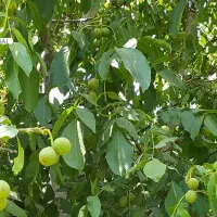 باغ بادام و گردو|فروش زمین و ملک کلنگی|اشنویه, |دیوار