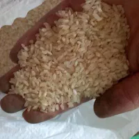 برنج کامفیروزی اعلا درجه یک|خوردنی و آشامیدنی|کاشان, شهید زجاجی|دیوار