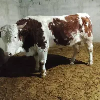 گوساله نر چاق سیمینتال