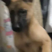 سگ مالیونز بلژیکی اصیل اصل|سگ|شیراز, رازی|دیوار