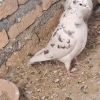 کبوترتهرانی|پرنده|حبیب آباد, |دیوار