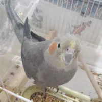 عروس هلندی|پرنده|تهران, هفده شهریور|دیوار