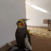 گمشده