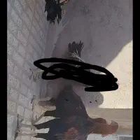 خروس لاری اصل قلم سبز فروشی جوون|حیوانات مزرعه|تربتحیدریه, رباط سفلی|دیوار