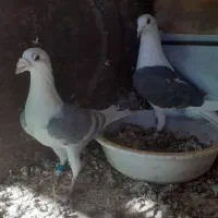 کبوتر|پرنده|قائن, |دیوار