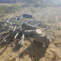 خرید و فروش انواع چوب در حومه بوکان وشاهیندژ|خدمات باغبانی و درختکاری|بوکان, |دیوار