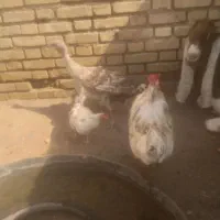 سلام مرغ گلین وخروس  بارنه