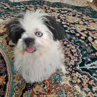 حیوان خانگی