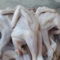 جوجه محلی با بلدرچین|حیوانات مزرعه|اهواز, کوروش|دیوار
