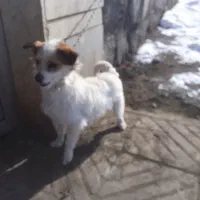 سگ پاکوتاه|سگ|صوفیان, |دیوار