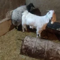 کره نر و بز ماده|حیوانات مزرعه|مهریز, |دیوار