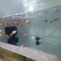 آکواریوم.. کوپی|ماهی|قم, شاه ابراهیم|دیوار