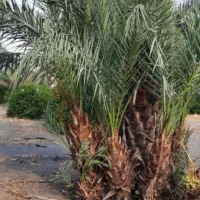 تمیز کردن نخل های کوچیک زدن پاجوش