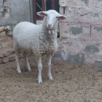 بره لاکن ماده بافق