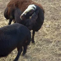 شیشک کله سفید یه دندون|حیوانات مزرعه|زاغه, |دیوار