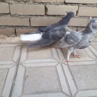 کفتر پرنده دم سفید