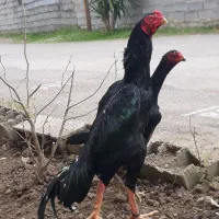 خروس اوشامو وارداتی حلقه پا دانگ باوا