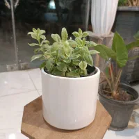 گل یخ برفی ارسال رایگان + هدیه