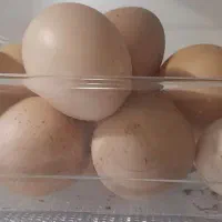 تخم مرغ محلی نطفه دار