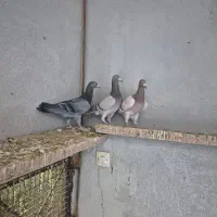 کبوتر ماده نژاد خطی