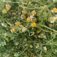 گل بابونه خشک شده