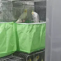 فروش دو جفت عروس هلندی مولد|پرنده|بندرعباس, |دیوار