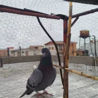 کبوتر پرشی جوجه کشی|پرنده|فاضل آباد, |دیوار