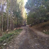 دست بند طلا گم شده