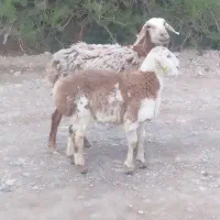 میش بره دار وبز بزغاله دار