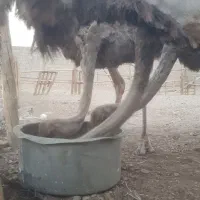 شترمرغ مولد تخم گذار ۴ساله|حیوانات مزرعه|بندرعباس, |دیوار