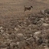 سگ ماده|سگ|نوبران, |دیوار