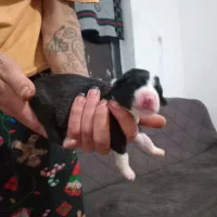 واگذاری سگ|سگ|آلاشت, |دیوار