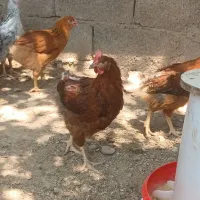 جوجه خروس ۴ماهه