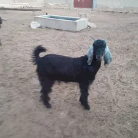 کهره ماده چاع