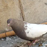 کبوتر سینه پاک