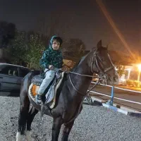 خرید و فروش اسب