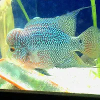 فلاور هورن تریکالر