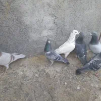 کبوتر پلاکی