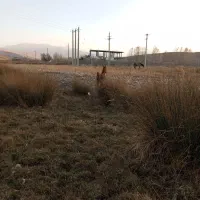 کره اسب|حیوانات مزرعه|کوهرنگ, |دیوار