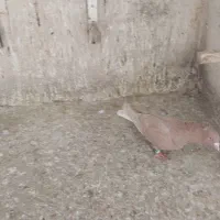 زرد دمسفید|پرنده|شیروان (خراسان), |دیوار