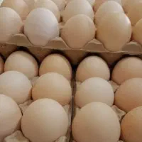 تخم مرغ محلی