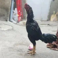 جوجه لاری طوسی