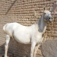 اسب کورد ذات قدیم تاییده کوردی