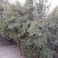 فروش خانه ویلایی|فروش خانه و ویلا|رامیان, |دیوار