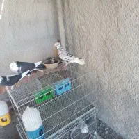 یه جفت شازده پاک با یه جوجه