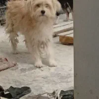 حیوانات خانگی